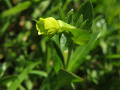 Oenothera multicaulis