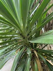 Yucca treculiana