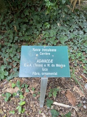 Yucca treculiana