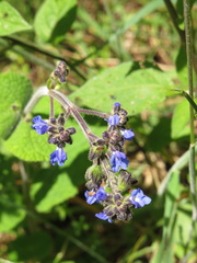 Salvia palifolia