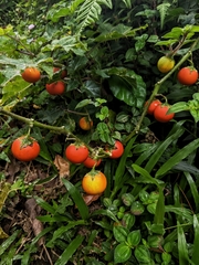 Solanum capsicoides