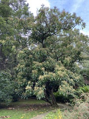 Ehretia acuminata