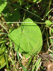 Salvia palifolia