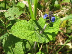 Salvia palifolia
