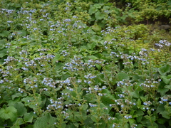 Adelocaryum malabaricum