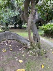 Ehretia acuminata