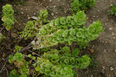 Moluccella laevis