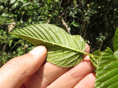 Rubus megalococcus