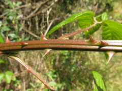 Rubus megalococcus