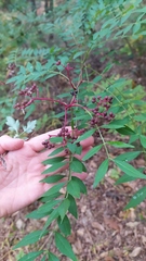 Zanthoxylum schinifolium
