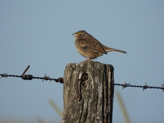 Ammodramus humeralis