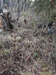 Rhododendron dauricum