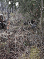 Rhododendron dauricum