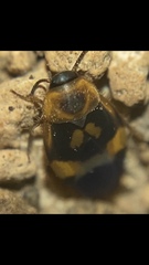 Holocompsa zapoteca