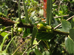 Macleania rupestris