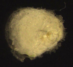 Hemiberlesia rapax