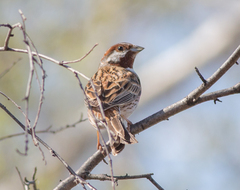Emberiza leucocephalos