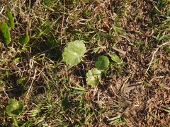 Hydrocotyle bonariensis