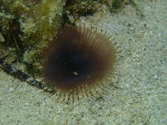 Myxicola