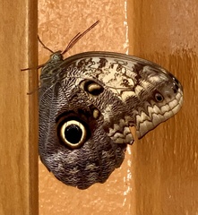 Caligo telamonius memnon