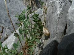 Astragalus chorinensis