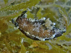 Plocamopherus