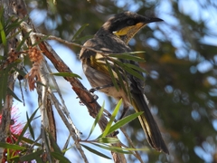 Gavicalis fasciogularis