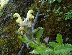 Pedicularis tristis