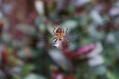 Araneus diadematus