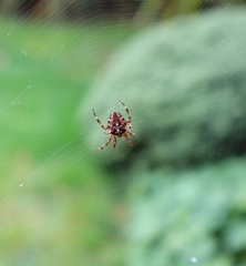 Araneus diadematus