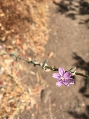 Stephanomeria virgata