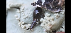 Sepedophilus