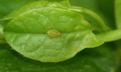 Aphis spiraecola