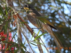 Gavicalis fasciogularis