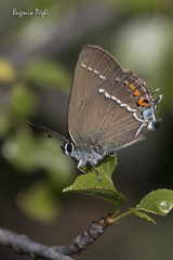 Satyrium spini