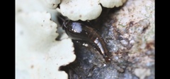 Sepedophilus