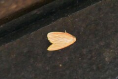 Stigmatophora roseivena