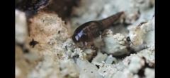 Sepedophilus