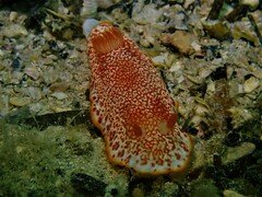 Goniobranchus