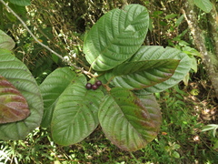 Frangula sphaerosperma
