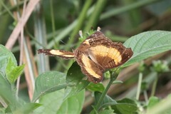 Junonia terea
