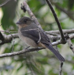 Trichothraupis melanops