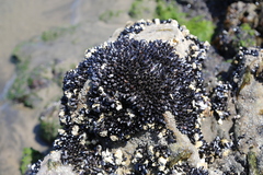 Xenostrobus neozelanicus