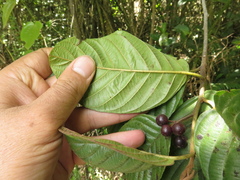 Frangula sphaerosperma