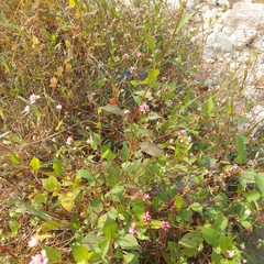 Persicaria thunbergii