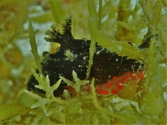 Nudibranchia