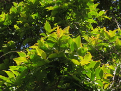 Prunus buxifolia