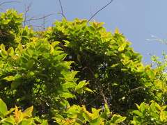 Prunus buxifolia