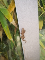 Tarentola mauritanica
