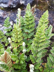 Cheilanthes lasiophylla